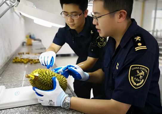 Frozen durian imported from Malaysia through customs in shenzhen