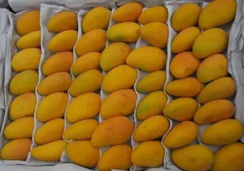 進口柬埔寨新鮮芒果符合海关植物檢疫相關要求