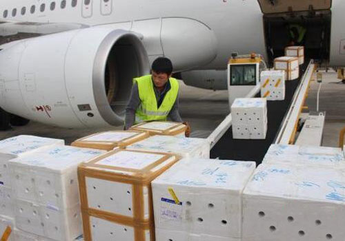進口厄瓜多爾冷凍白蝦辦理機場清關手續
